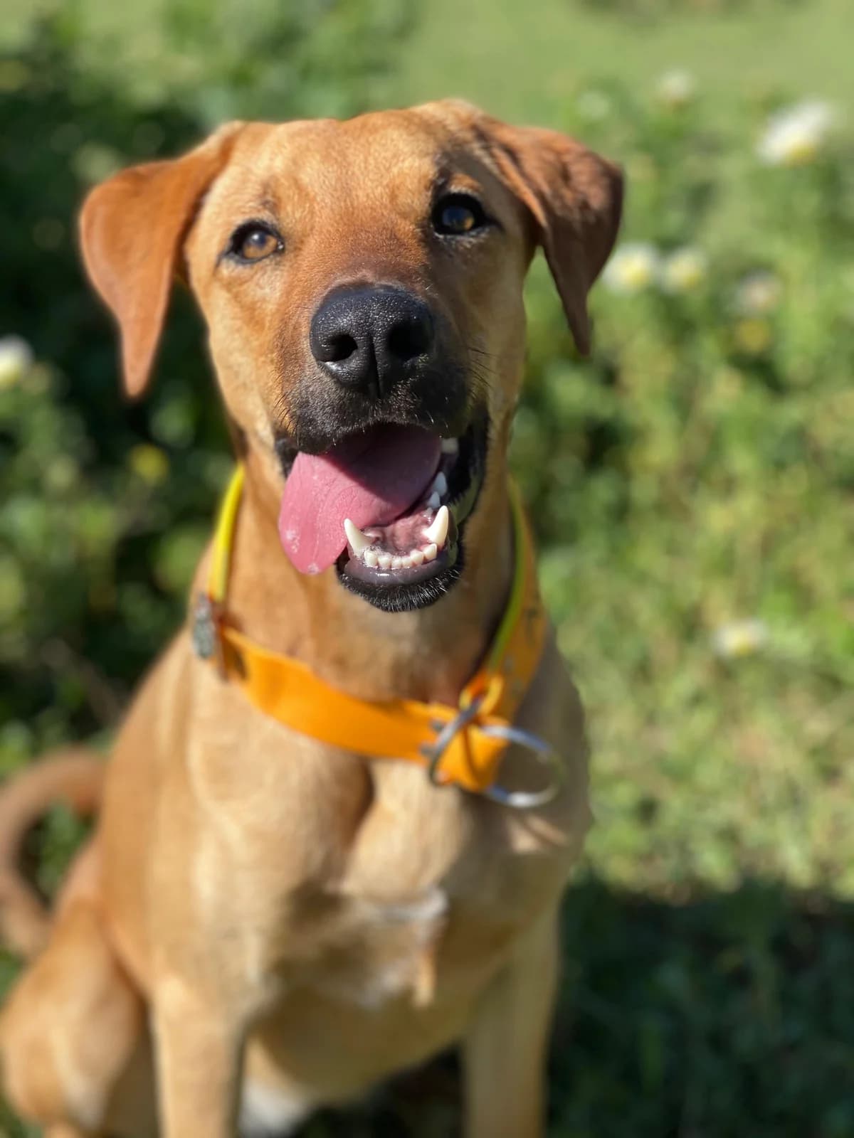 Lucky, Mixed Breed (Triple A Marbella)