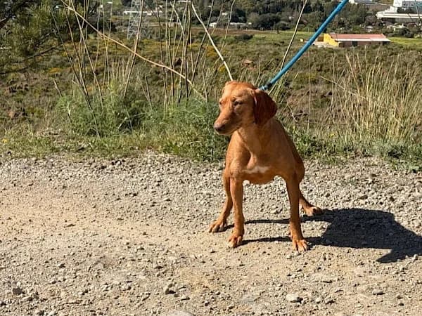Gucci, female Podenco for adoption at ADANA Costa del Sol, Estepona