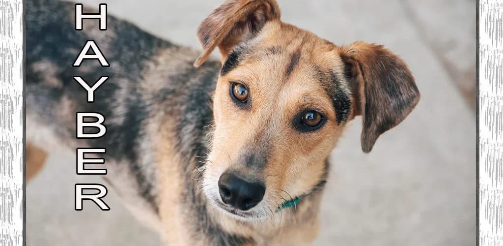 Hayber, male Mixed Breed for adoption at ZARPA Zaragoza, Zaragoza
