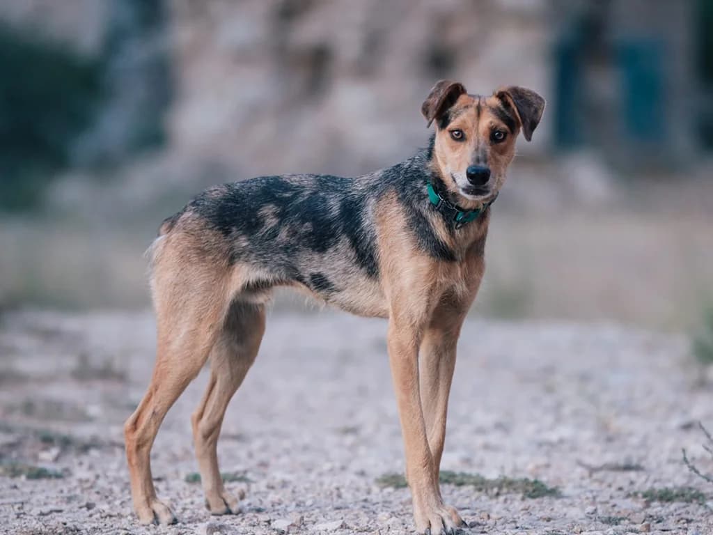 Hayber, tan male Mixed Breed for adoption at ZARPA Zaragoza, Zaragoza — photo 2 of 4