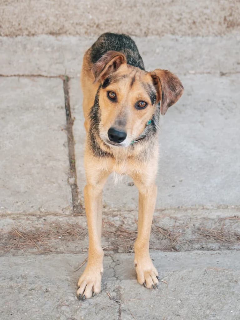 Hayber, tan male Mixed Breed for adoption at ZARPA Zaragoza, Zaragoza — photo 3 of 4