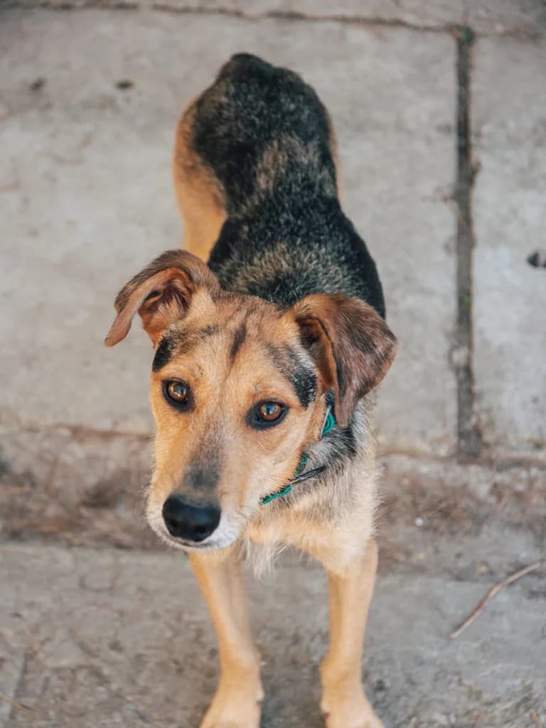 Hayber, tan male Mixed Breed for adoption at ZARPA Zaragoza, Zaragoza — photo 4 of 4