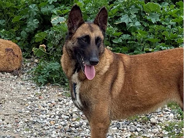 Isla,  6yo Belgian Malinois for adoption at ADANA Costa del Sol, Estepona