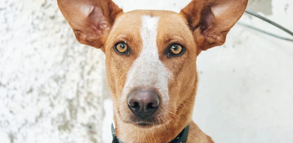 Ivette, female mixed breed for adoption at ZARPA Zaragoza, Zaragoza