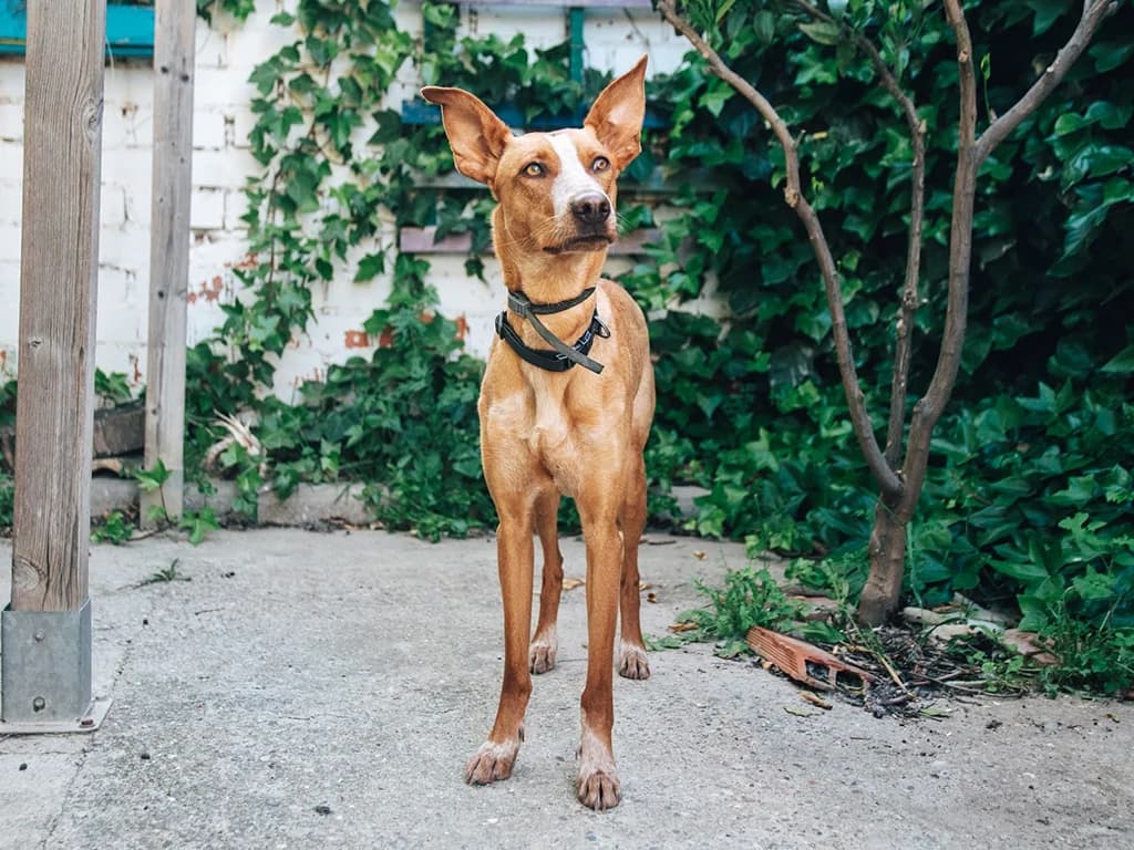 Ivette, tan female mixed breed for adoption at ZARPA Zaragoza, Zaragoza — photo 2 of 5
