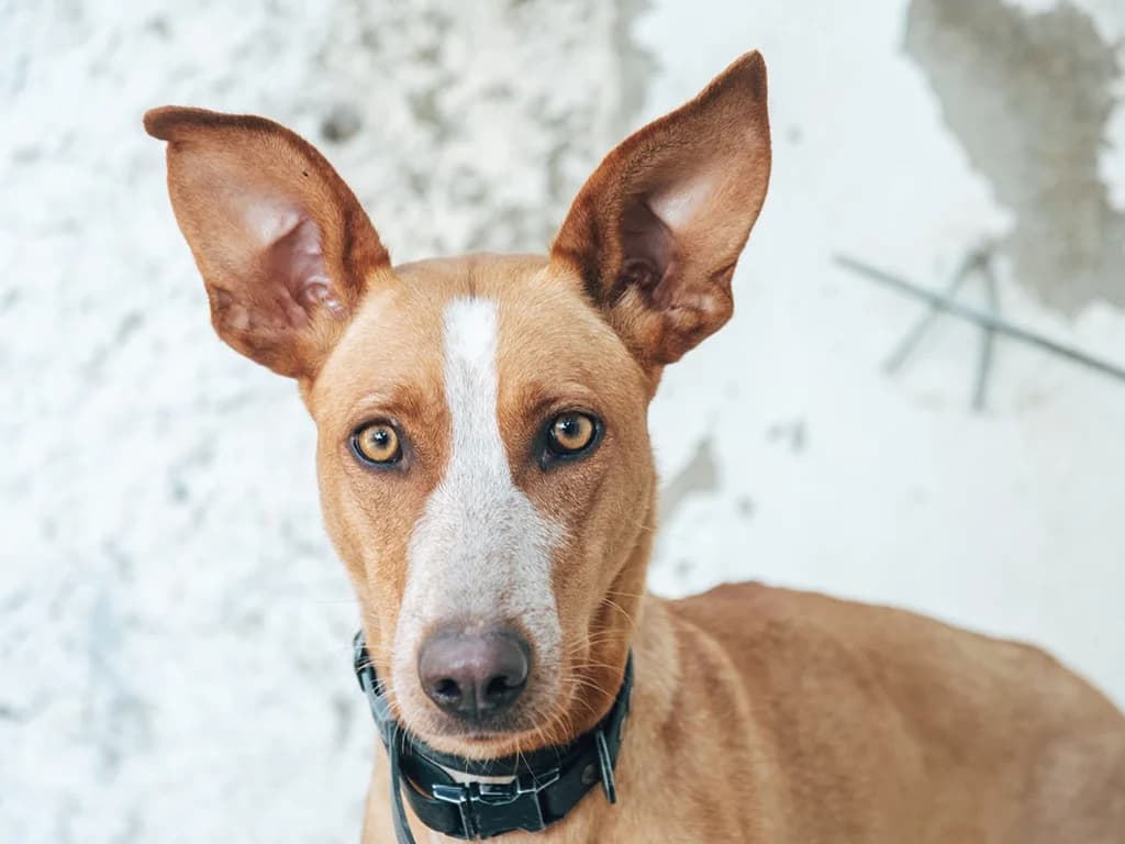 Ivette, tan female mixed breed for adoption at ZARPA Zaragoza, Zaragoza — photo 3 of 5