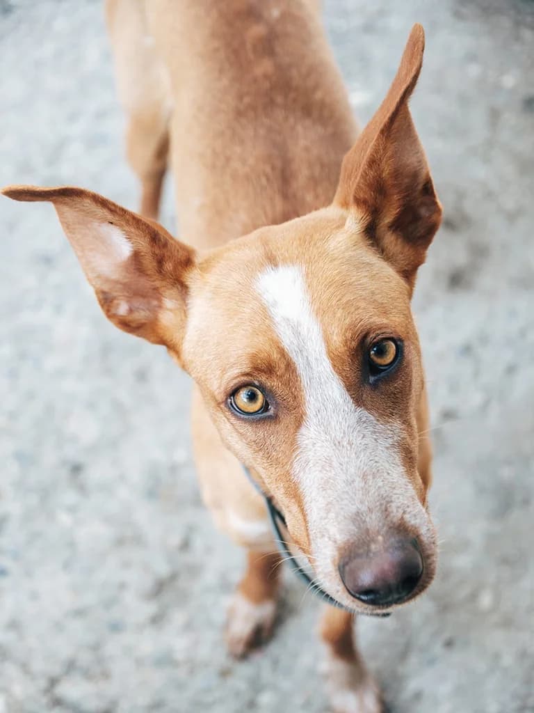 Ivette, tan female mixed breed for adoption at ZARPA Zaragoza, Zaragoza — photo 4 of 5