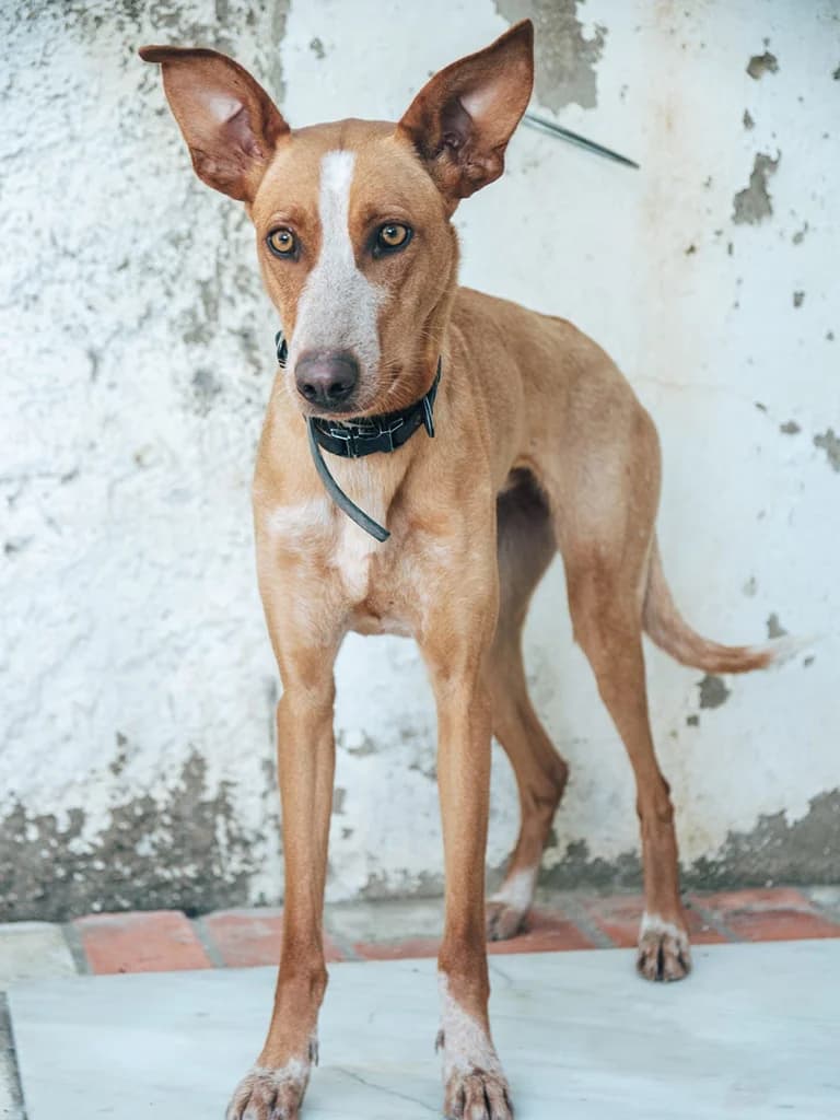 Ivette, tan female mixed breed for adoption at ZARPA Zaragoza, Zaragoza — photo 5 of 5