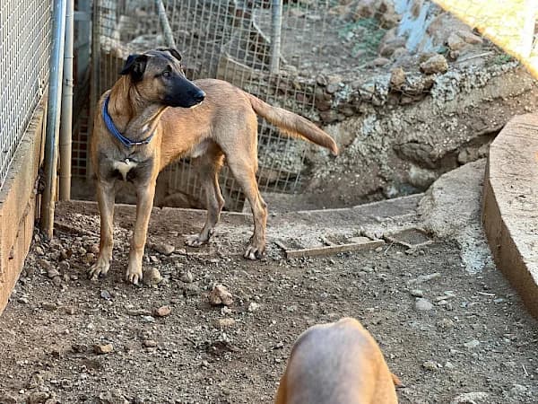 Jamie, male young mixed breed for adoption at ADANA Costa del Sol, Estepona