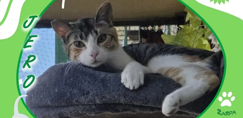 Jero, female puppy Domestic Shorthair for adoption at ZARPA Zaragoza, Zaragoza