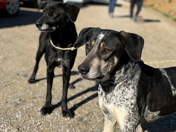Joplin, female 7yo mixed breed for adoption at ADANA Costa del Sol, Estepona