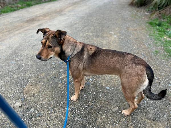 Kali, female young mixed breed for adoption at ADANA Costa del Sol, Estepona
