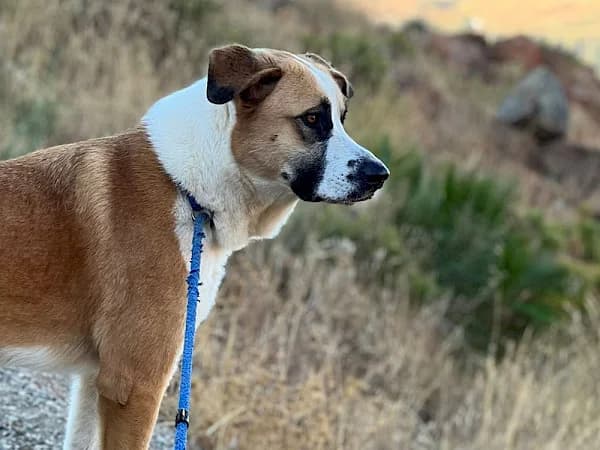Karina, female 4yo mixed breed for adoption at ADANA Costa del Sol, Estepona