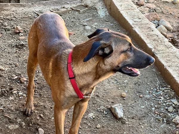 Kipper, male young mixed breed for adoption at ADANA Costa del Sol, Estepona