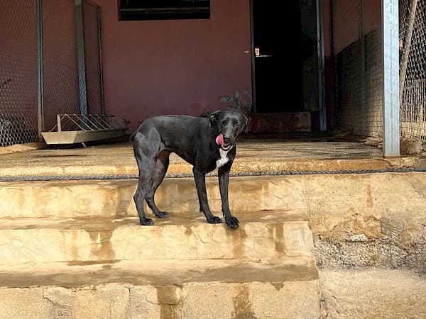 Kira, German Shepherd (ADANA Costa del Sol)