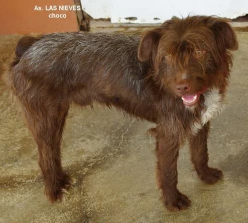 Chocochoco,  young Mixed Breed for adoption at Asociacion Las Nieves, Marbella