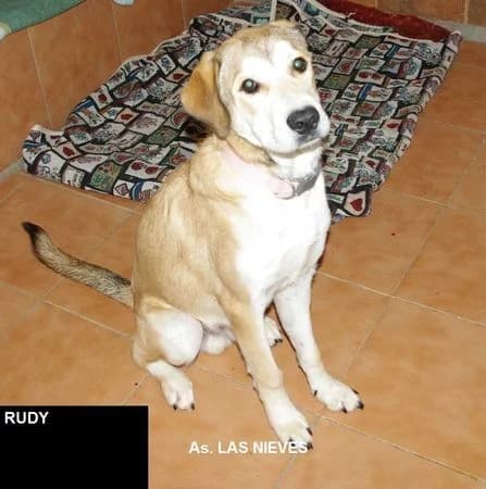 Rudyrudy,  senior mixed breed for adoption at Asociacion Las Nieves, Marbella