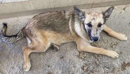 Lolalola, female puppy Mixed Breed for adoption at Asociacion Las Nieves, Marbella
