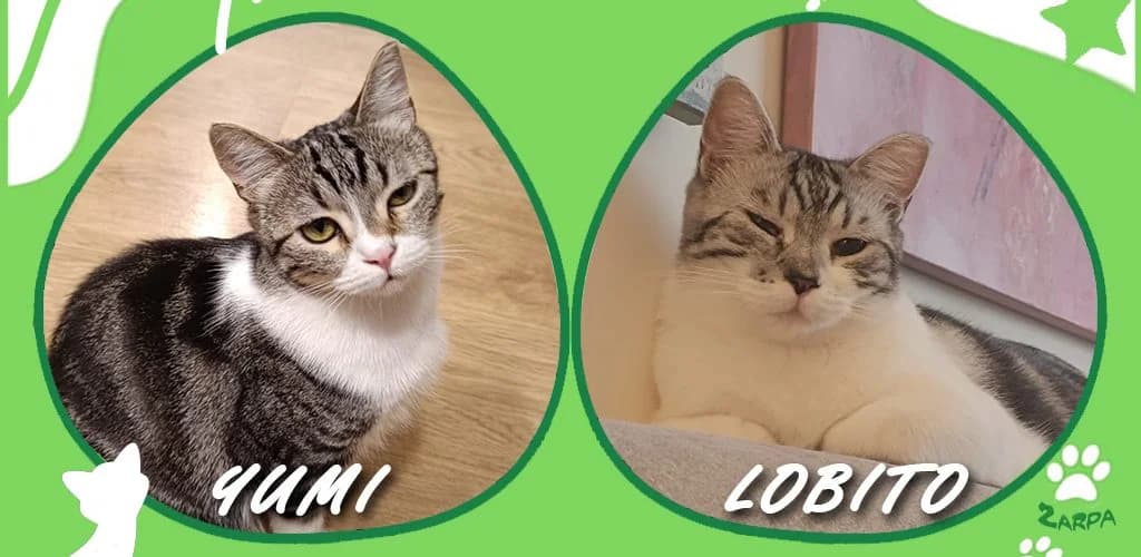 Lobito y Yumi, male Domestic Shorthair for adoption at ZARPA Zaragoza, Zaragoza