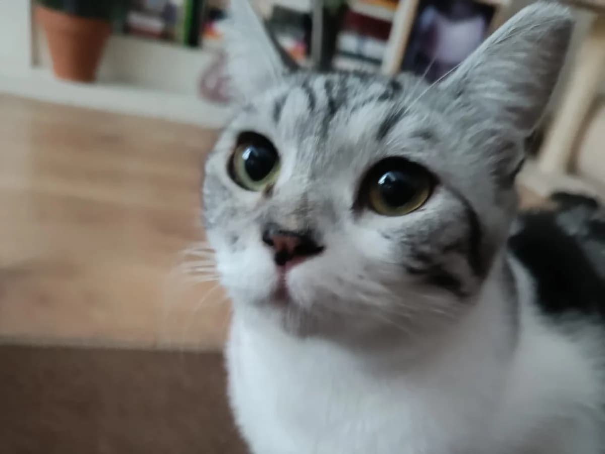 Lobito y Yumi, grey tabby male Domestic Shorthair for adoption at ZARPA Zaragoza, Zaragoza — photo 2 of 10