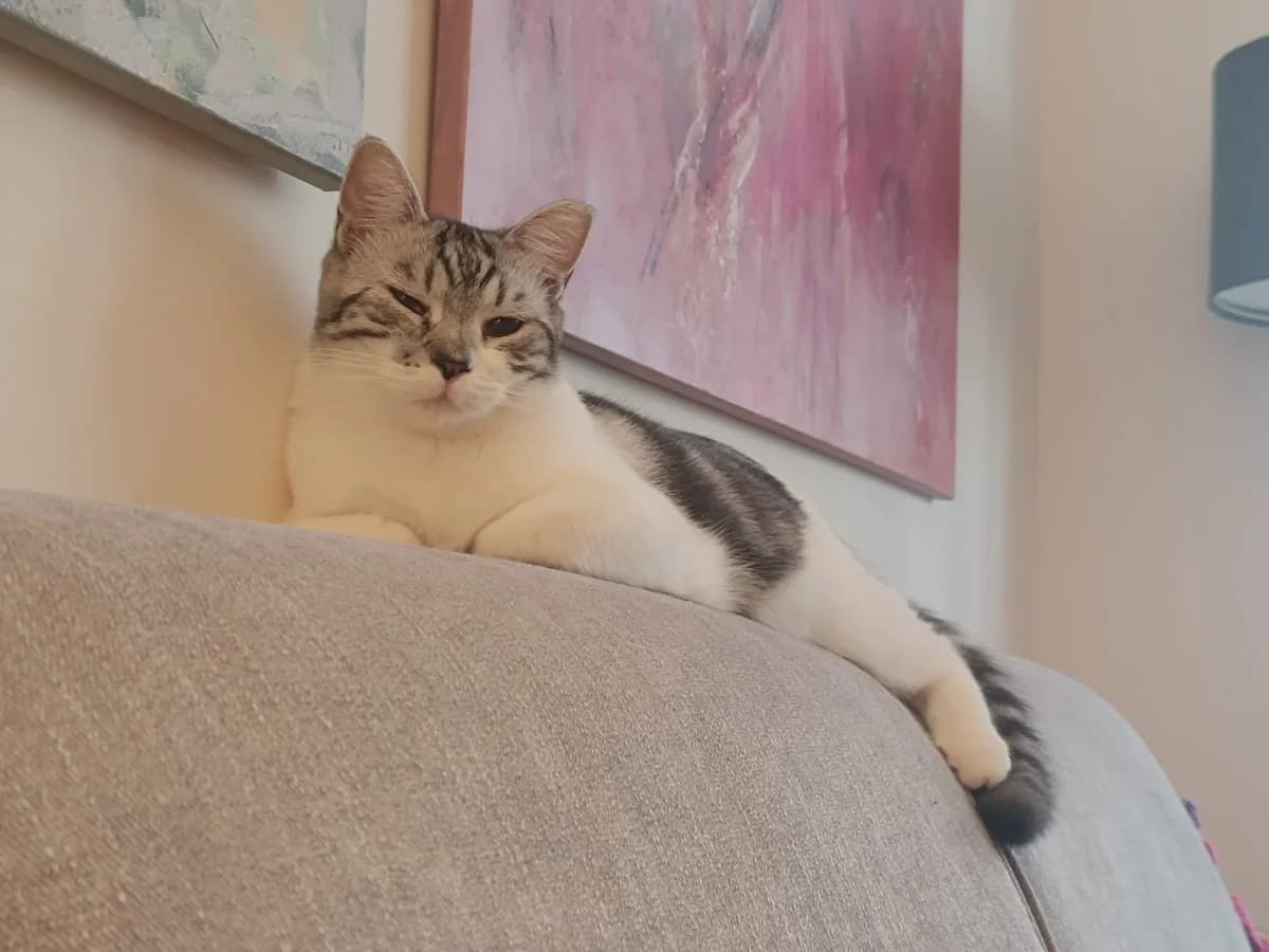 Lobito y Yumi, grey tabby male Domestic Shorthair for adoption at ZARPA Zaragoza, Zaragoza — photo 3 of 10