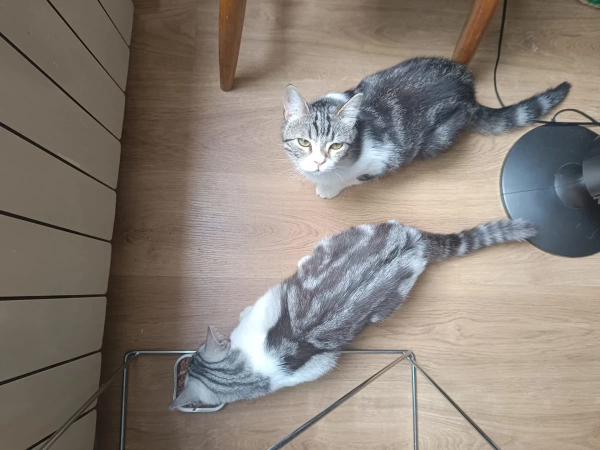 Lobito y Yumi, grey tabby male Domestic Shorthair for adoption at ZARPA Zaragoza, Zaragoza — photo 4 of 10