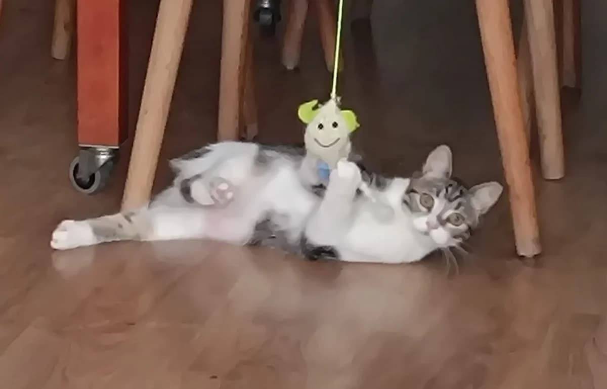 Lobito y Yumi, grey tabby male Domestic Shorthair for adoption at ZARPA Zaragoza, Zaragoza — photo 5 of 10