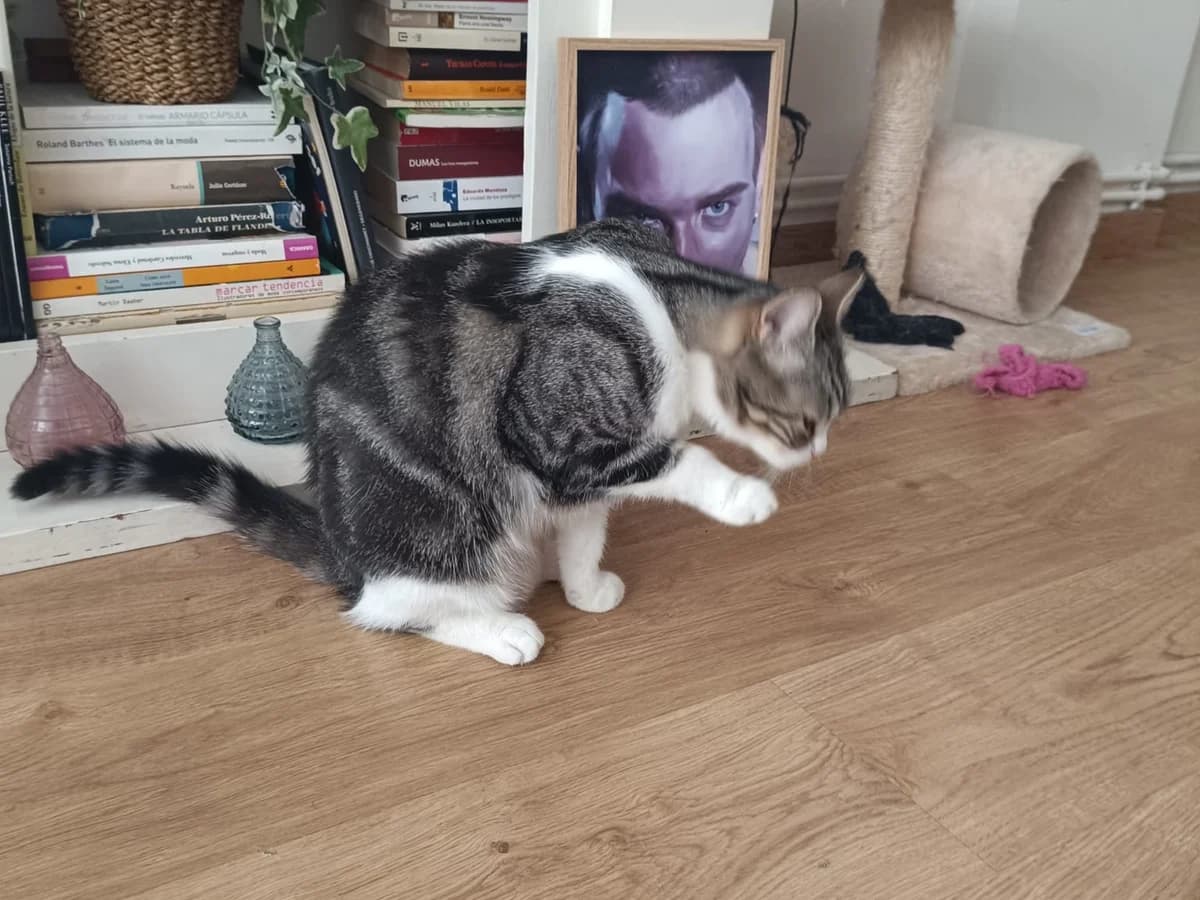 Lobito y Yumi, grey tabby male Domestic Shorthair for adoption at ZARPA Zaragoza, Zaragoza — photo 6 of 10