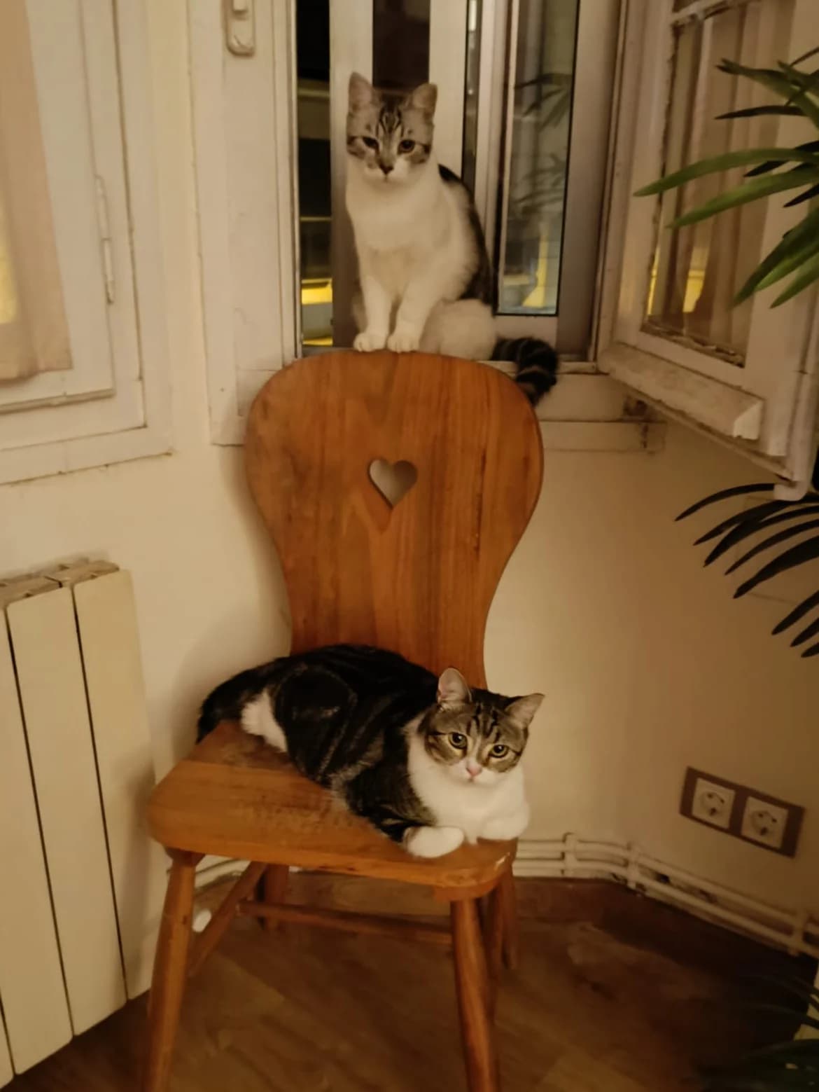 Lobito y Yumi, grey tabby male Domestic Shorthair for adoption at ZARPA Zaragoza, Zaragoza — photo 7 of 10