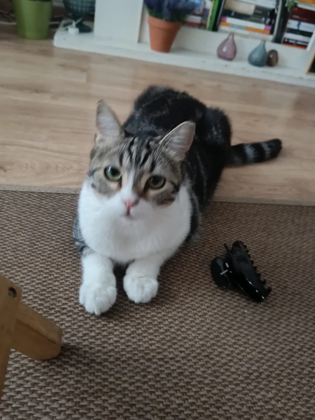 Lobito y Yumi, grey tabby male Domestic Shorthair for adoption at ZARPA Zaragoza, Zaragoza — photo 8 of 10