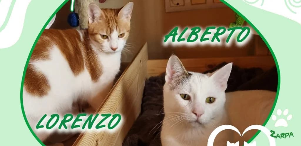 Lorenzo y Alberto, male young Domestic Shorthair for adoption at ZARPA Zaragoza, Zaragoza