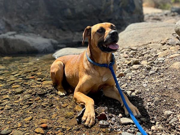 Martha,  Podenco for adoption at ADANA Costa del Sol, Estepona