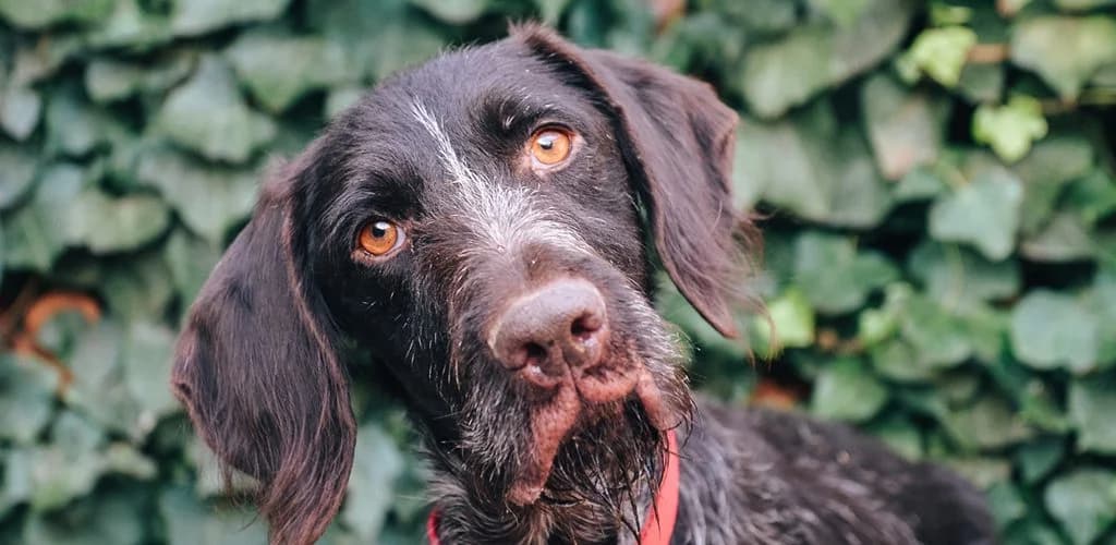 Naska, female senior Mixed Breed for adoption at ZARPA Zaragoza, Zaragoza