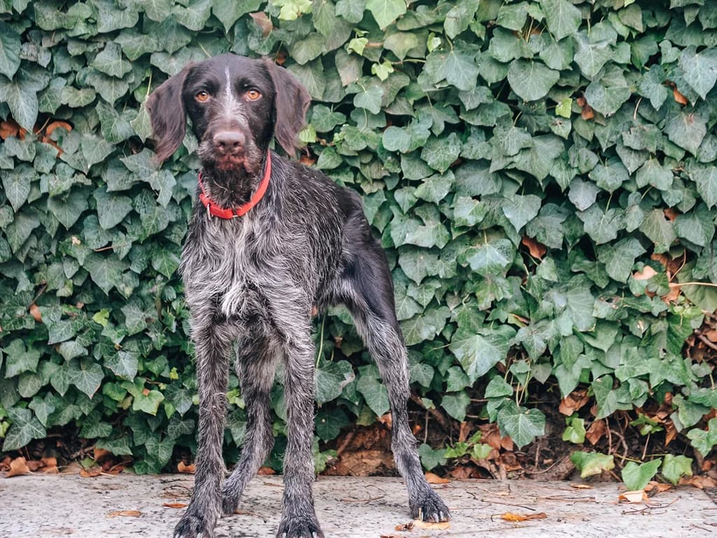 Naska, black female Mixed Breed for adoption at ZARPA Zaragoza, Zaragoza — photo 2 of 4