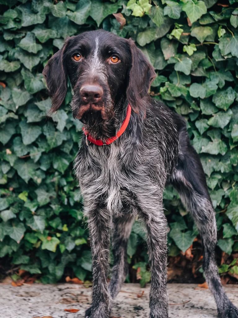Naska, black female Mixed Breed for adoption at ZARPA Zaragoza, Zaragoza — photo 4 of 4