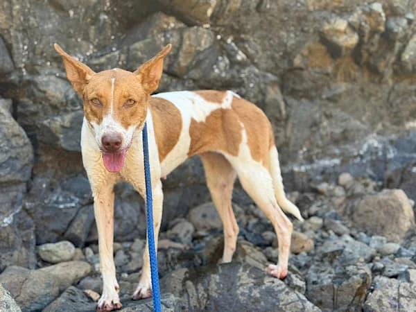 Natalia, female 4yo Podenco for adoption at ADANA Costa del Sol, Estepona