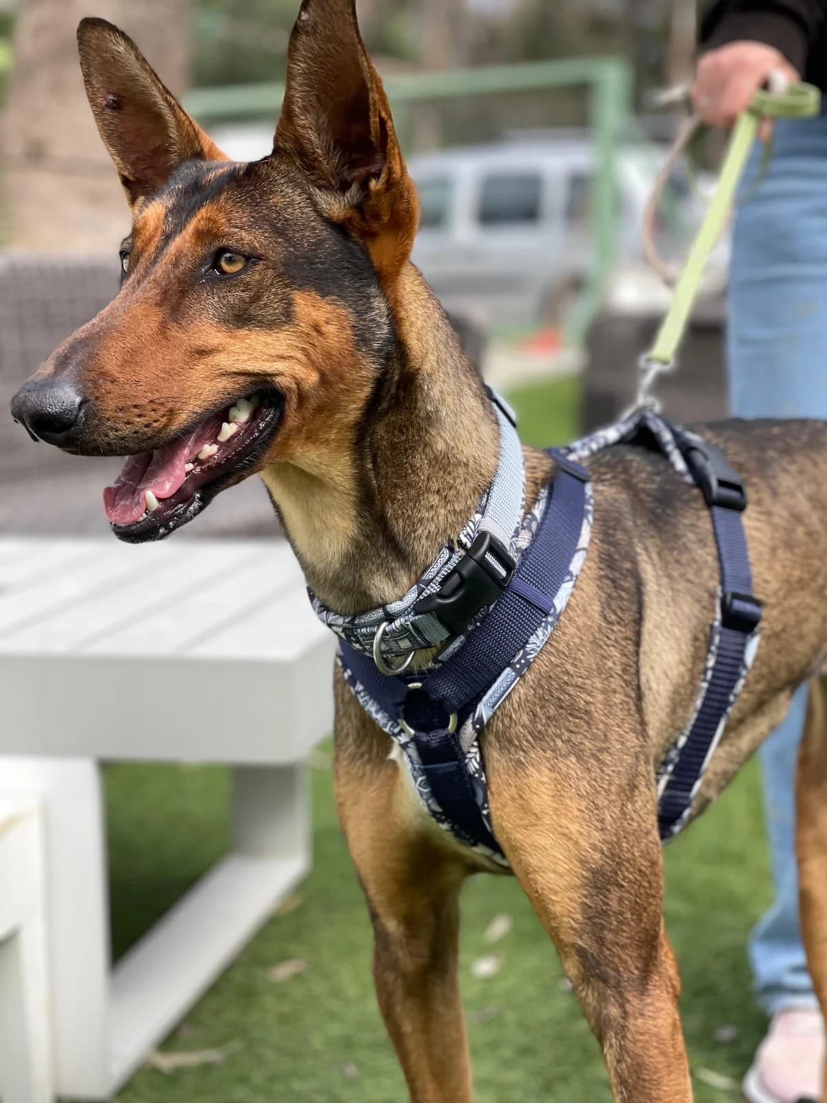 Mia,  (Triple A Marbella)