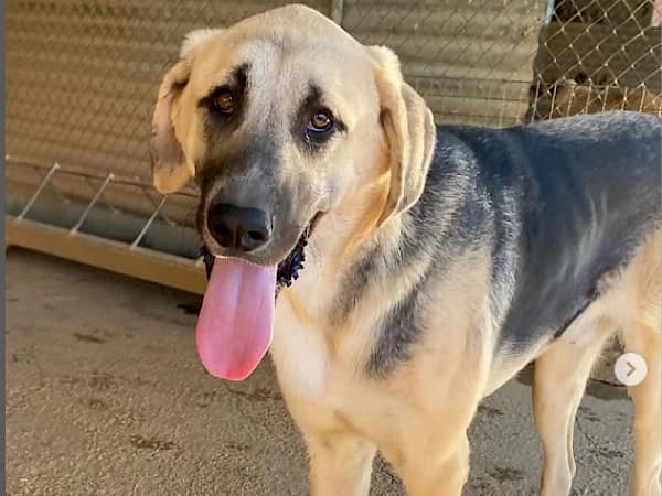 Nolan, male young German Shepherd for adoption at ADANA Costa del Sol, Estepona
