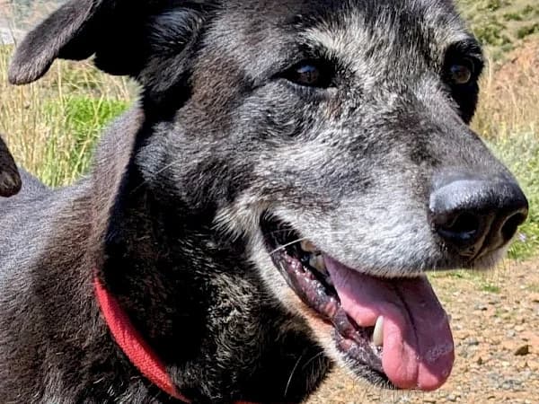 Ochre, female 7yo mixed breed for adoption at ADANA Costa del Sol, Estepona
