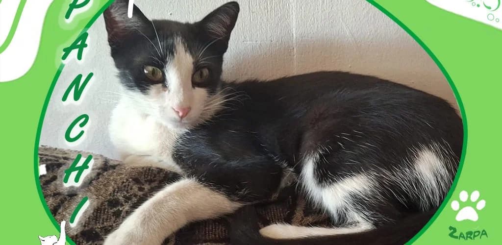 Panchi, female Mixed Breed for adoption at ZARPA Zaragoza, Zaragoza