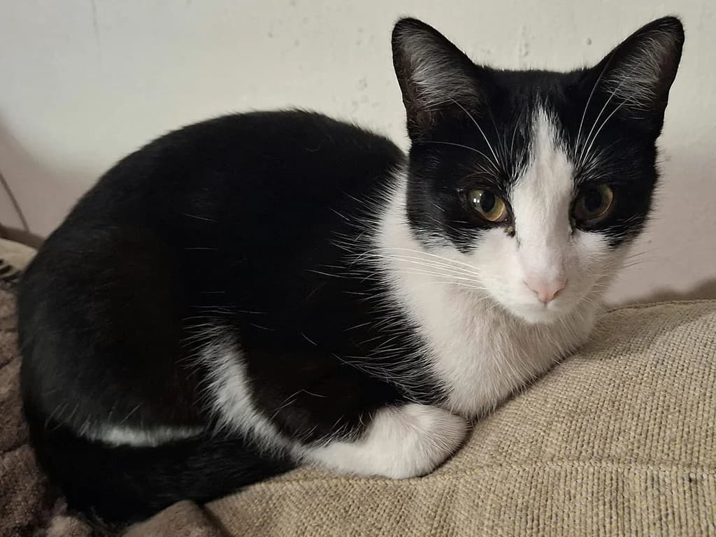 Panchi, black female Mixed Breed for adoption at ZARPA Zaragoza, Zaragoza — photo 2 of 6