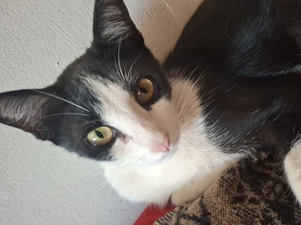 Panchi, black female Mixed Breed for adoption at ZARPA Zaragoza, Zaragoza — photo 3 of 6