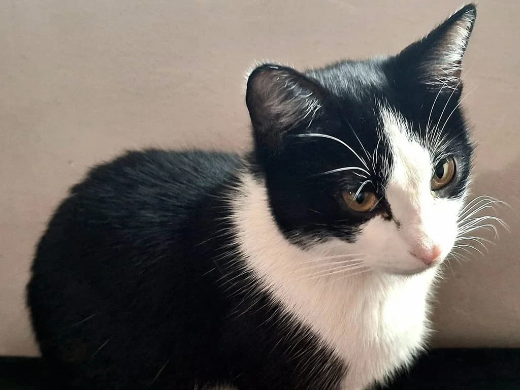 Panchi, black female Mixed Breed for adoption at ZARPA Zaragoza, Zaragoza — photo 4 of 6