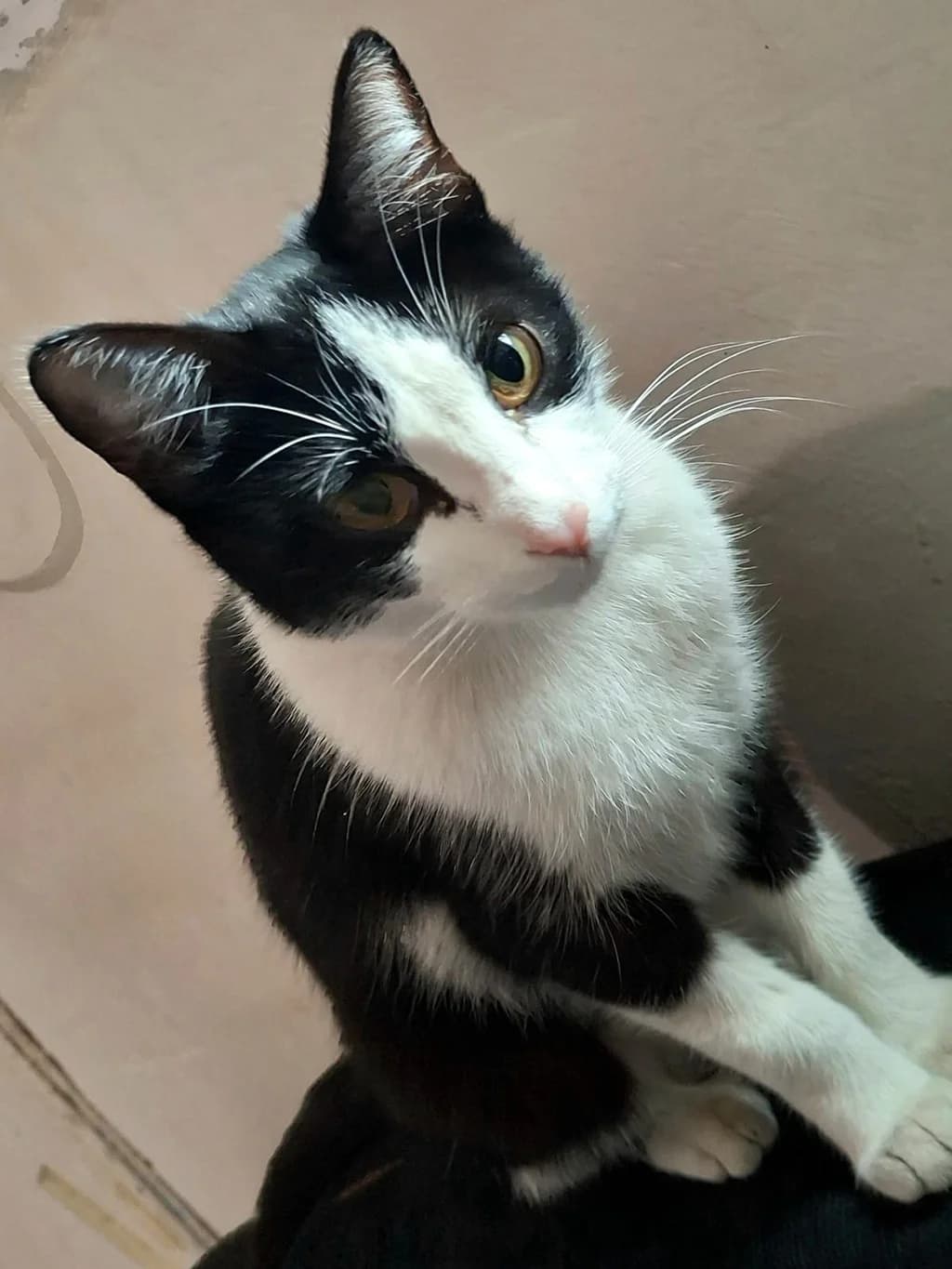 Panchi, black female Mixed Breed for adoption at ZARPA Zaragoza, Zaragoza — photo 5 of 6