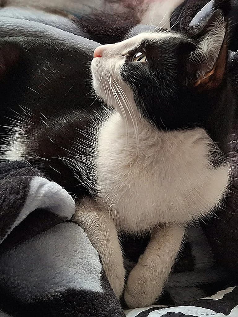 Panchi, black female Mixed Breed for adoption at ZARPA Zaragoza, Zaragoza — photo 6 of 6