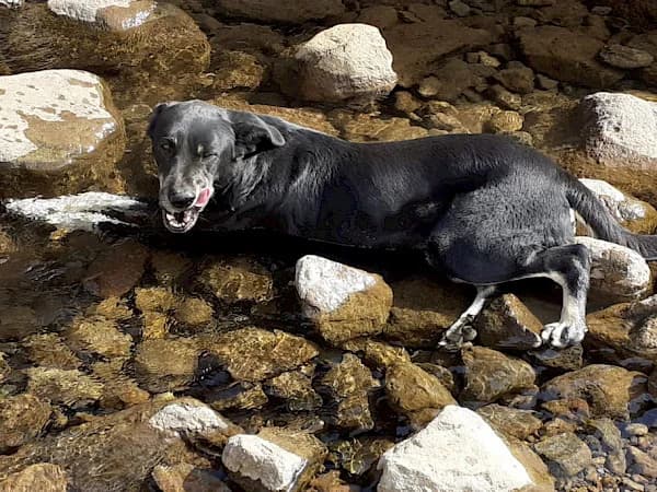 Panther, male mixed breed for adoption at ADANA Costa del Sol, Estepona
