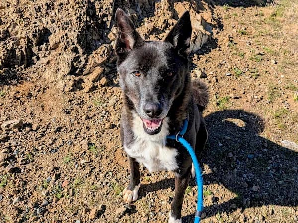 Pegasus, male 5yo Galgo Español for adoption at ADANA Costa del Sol, Estepona