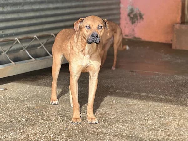 Phoebe, female Podenco for adoption at ADANA Costa del Sol, Estepona