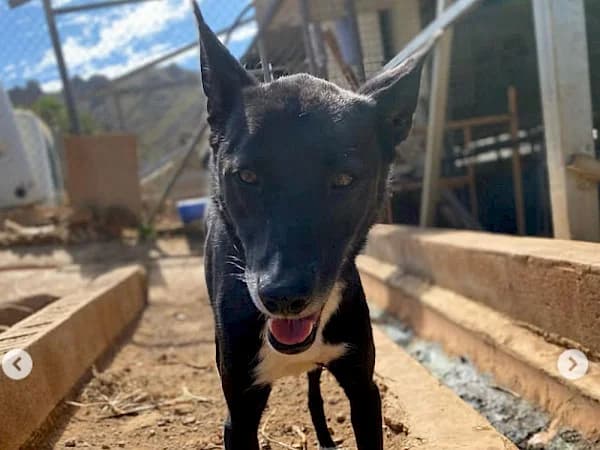 Phoenix, Galgo Español (ADANA Costa del Sol)