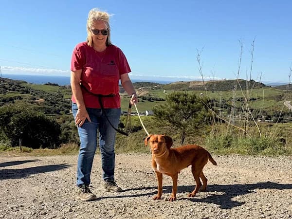 Prada, female Podenco for adoption at ADANA Costa del Sol, Estepona